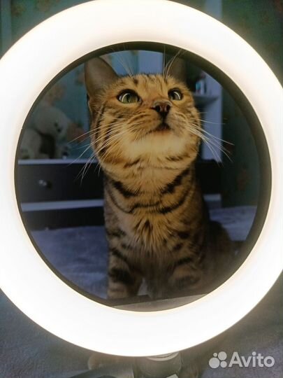 Ищем жениха