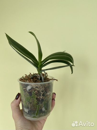 Орхидея фаленопсис Phal. I-Hsin Berry Cutiu