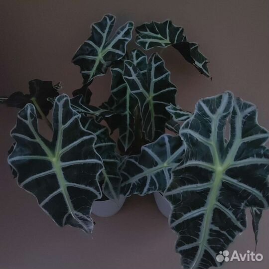 Алоказия Комнатные растения Тюмень