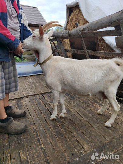 Козы дойные