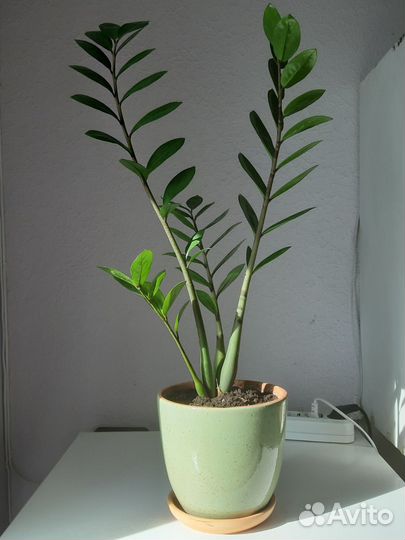 Замиокулькас в керамическом горшке