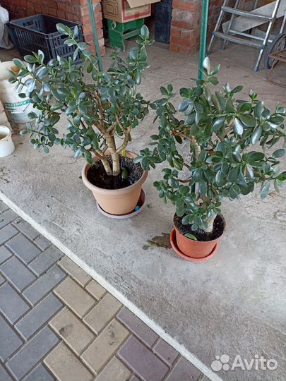 Комнатные растения цветы