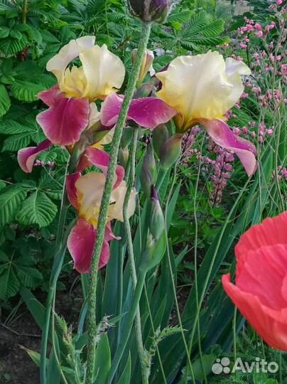 Ирисы бородатые белые Форзиция