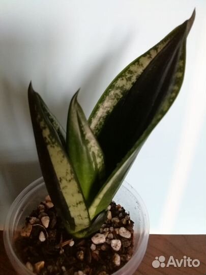 Сансевиерия Hahnii Loops pride