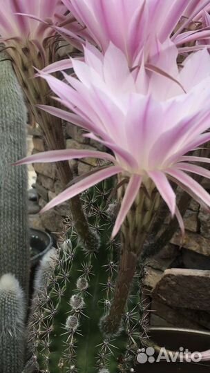 Кактус цветущий большой