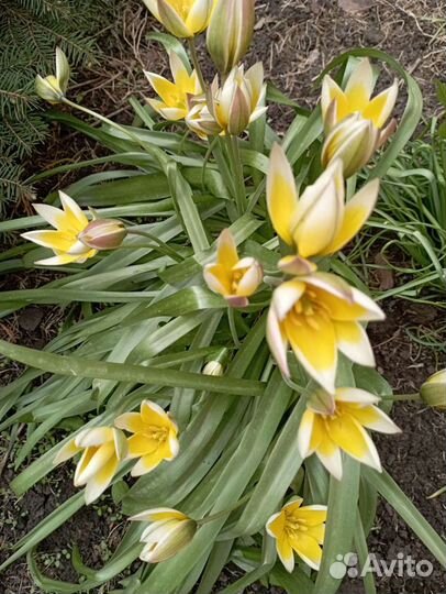 Хосты, многолетники