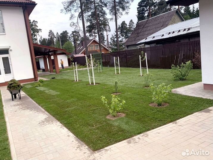 Рулонный газон 
