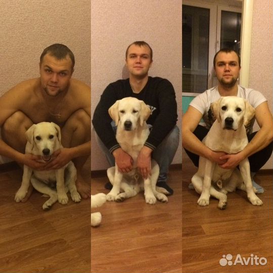 Вязка Лабрадор