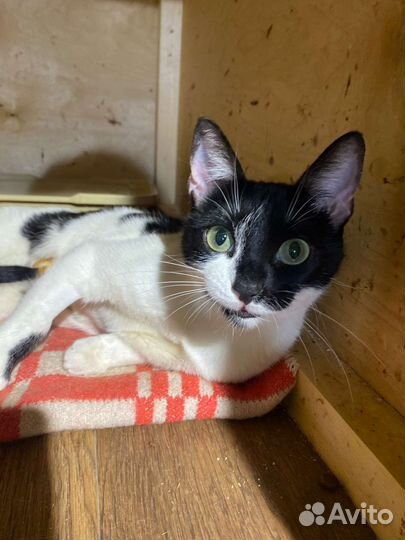 Кошка в добрые руки черно-белая