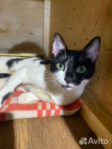 Кошка в добрые руки черно-белая