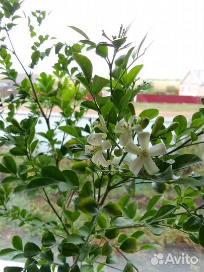 Мурайя (мурая)