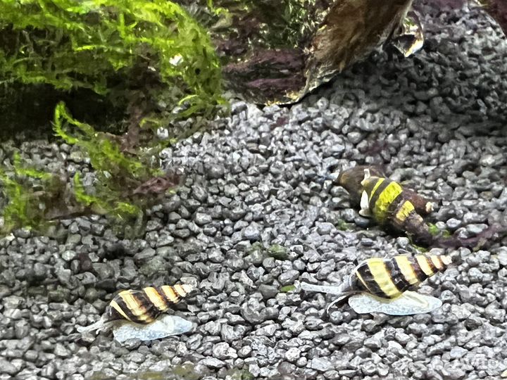 Улитка Хелена