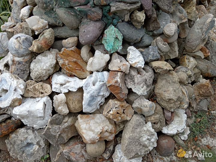 Минералы. Окаменелости. Септарии. Жеоды. Аммониты