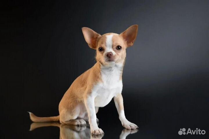 Вязка кобель чихуахуа