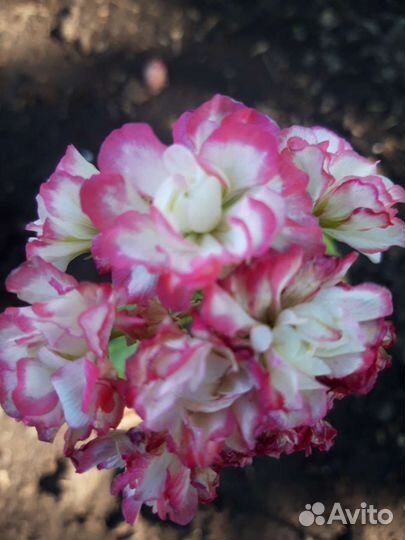 Пеларгония герань