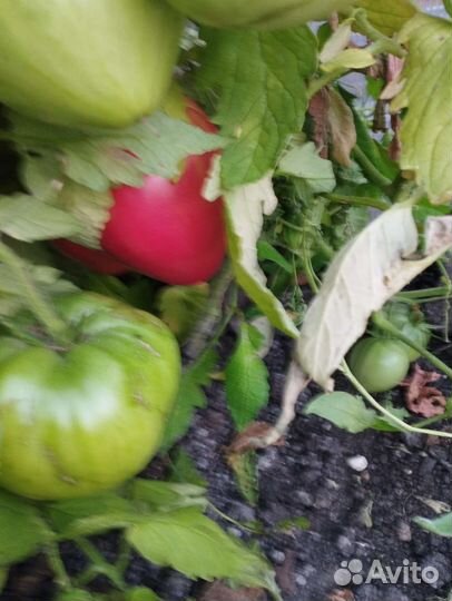 Помидоры свежие домашние