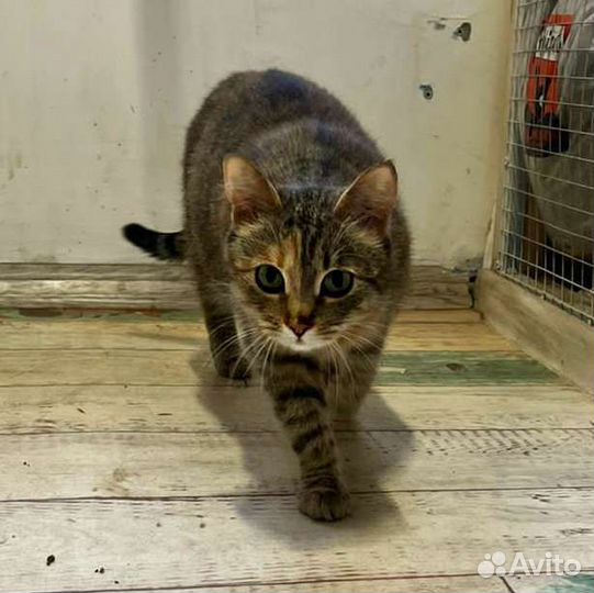 Предатель хозяин