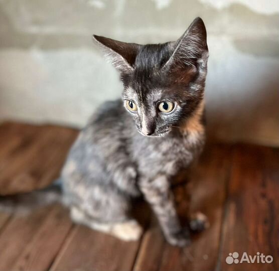 Котята в добрые руки бесплатно