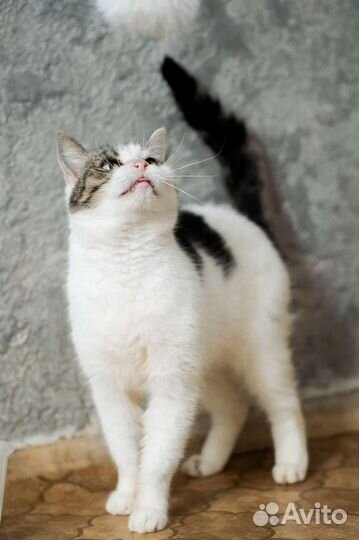 Кошка Милка