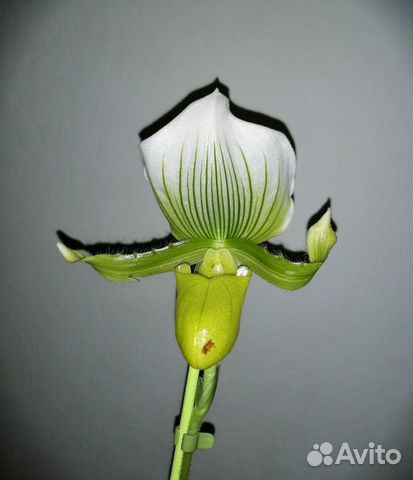 Орхидея пафиопедилум. Отцветает