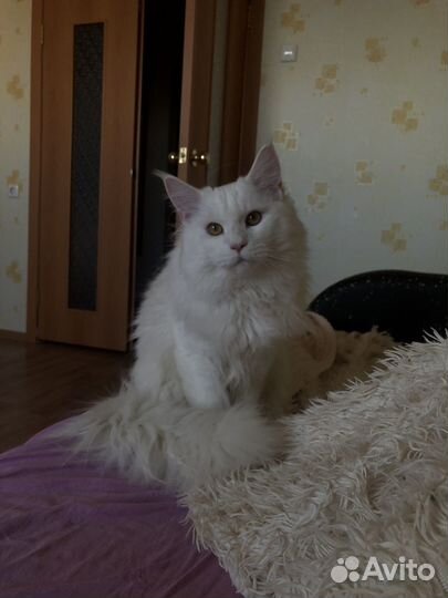 Вязка мейнкуны