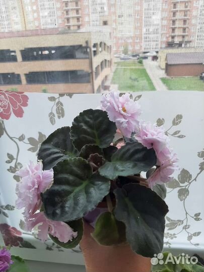 Сортовые фиалки