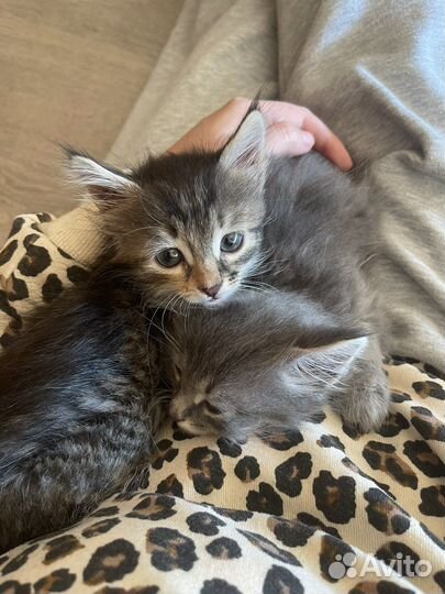 Кошки в добрые руки