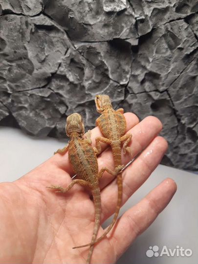 Бородатые агамы (красные)