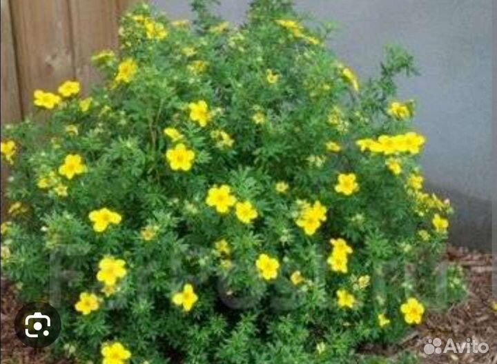 Лапчатка желтая кустарниковая