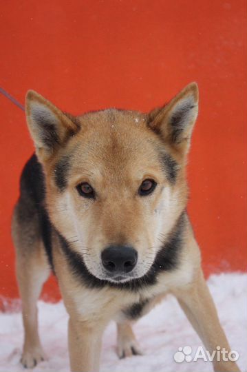 Феникс-добрый, самый лучший песик ищет дом