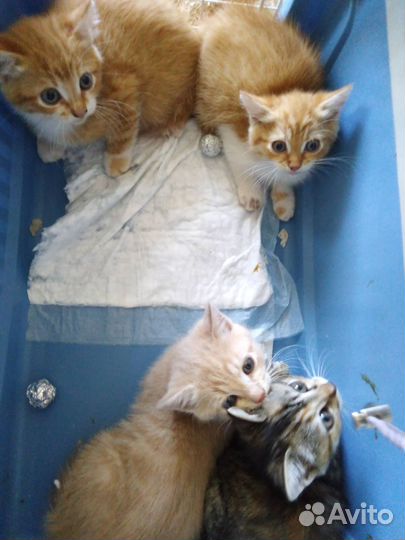 Котята рыжики в добрые руки