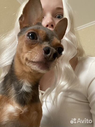 Вязка той-терьер мальчик