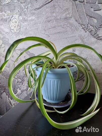 Хлорофитум кудрявый