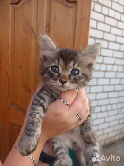 Котята в добрые руки бесплатно