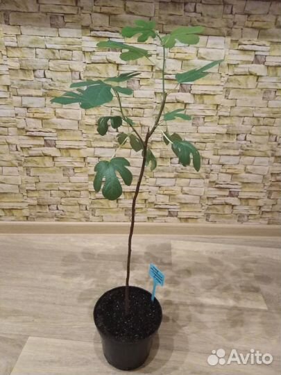 Инжир комнатный