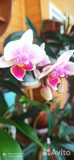 Орхидея фаленопсис Мадонна