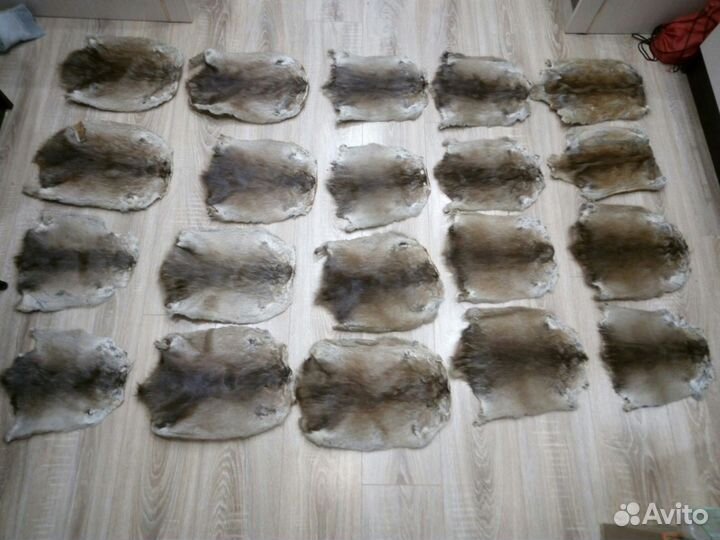 Шкуры ондатры