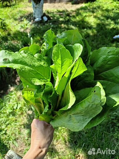 Щавель свежий