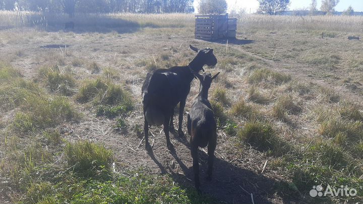 Альпийский комолый козлик на племя от удойной козы