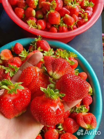 Рассада клубники