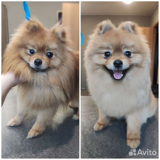 Стрижка кошек и собак, груминг