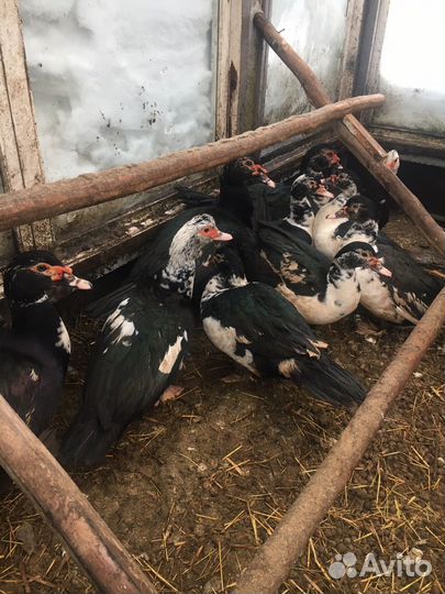 Индюки(читайте описание)