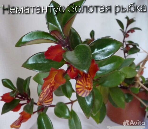 Цветущие, комнатные