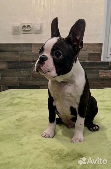 Бостон терьер мальчик
