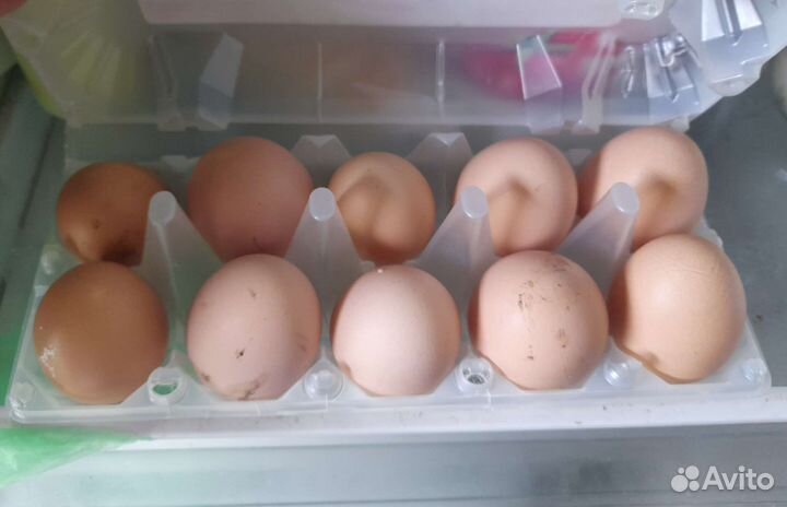 Домашние куриные яйца