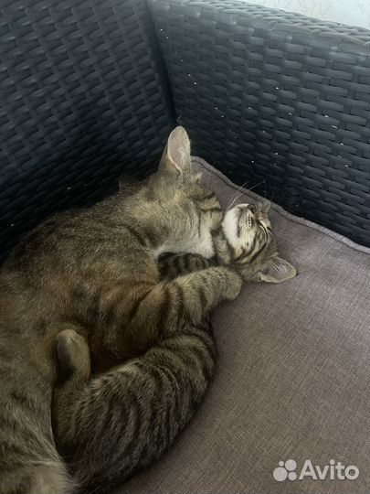 Кошки в добрые руки бесплатно