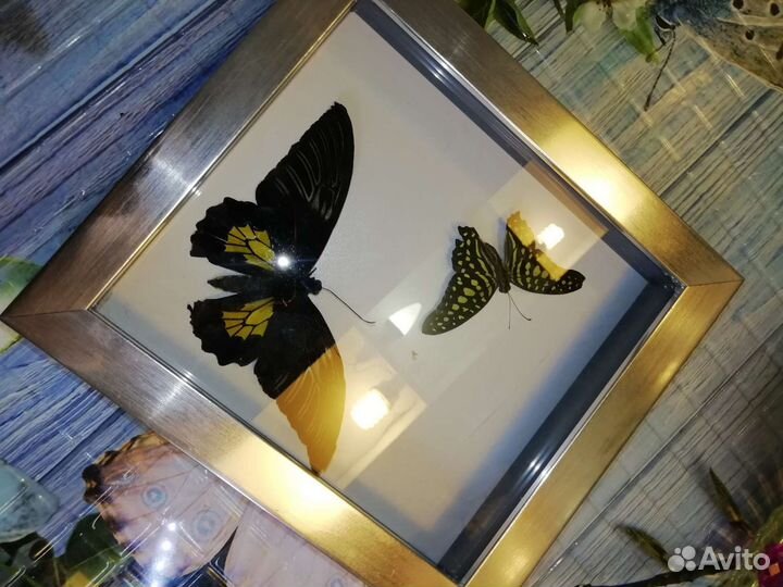 Засушенные бабочки в рамках