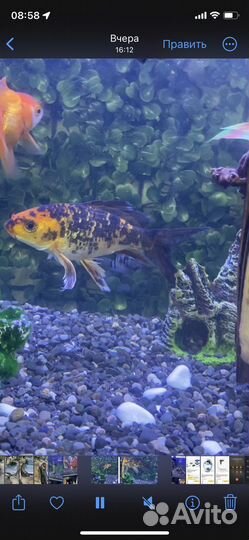 Карпы кои вуалевые