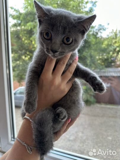 Британская кошка