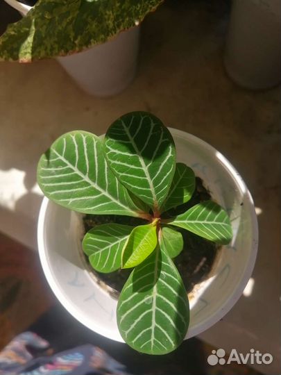 Распродажа комнатных растений